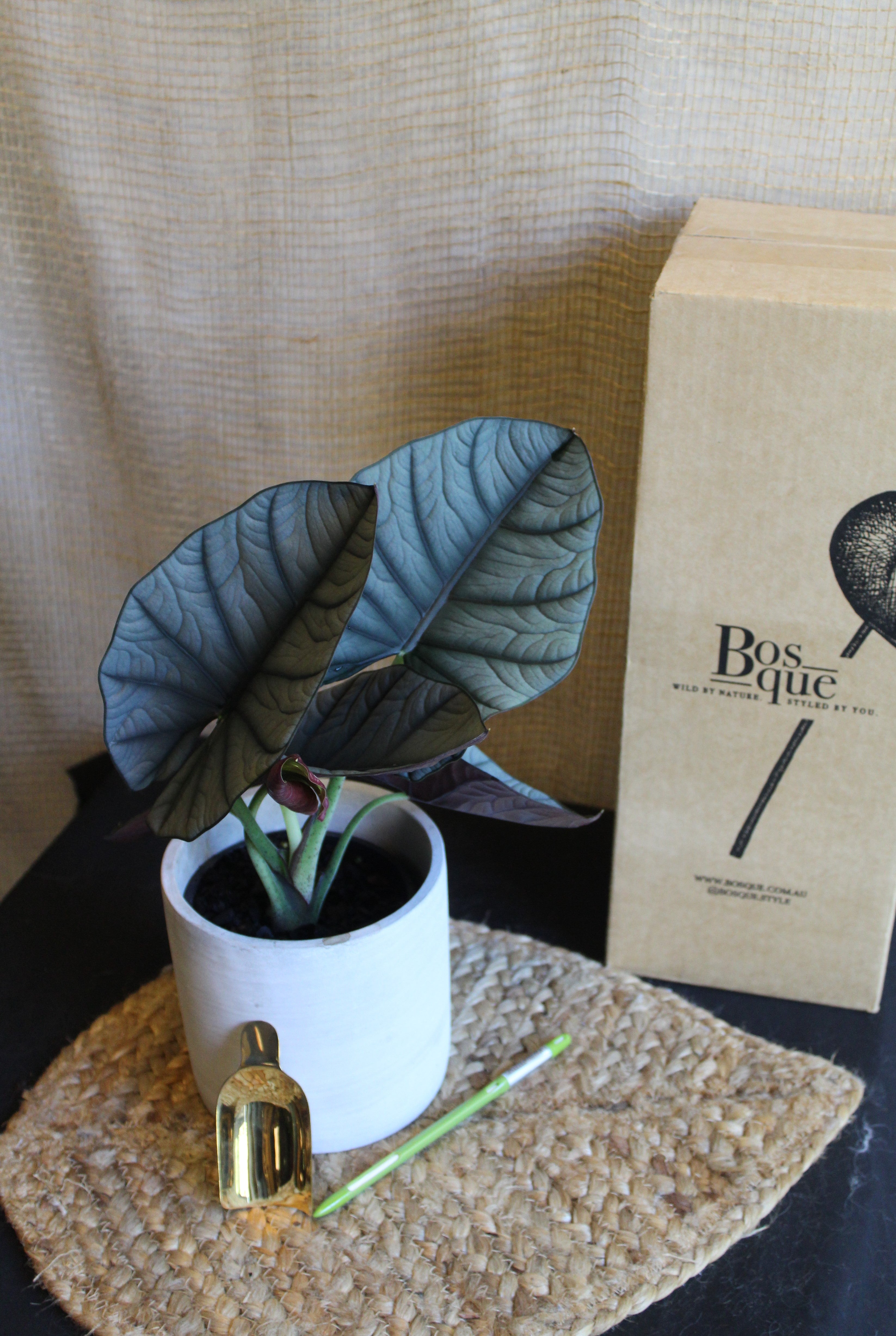 Alocasia Reginae - Bosque