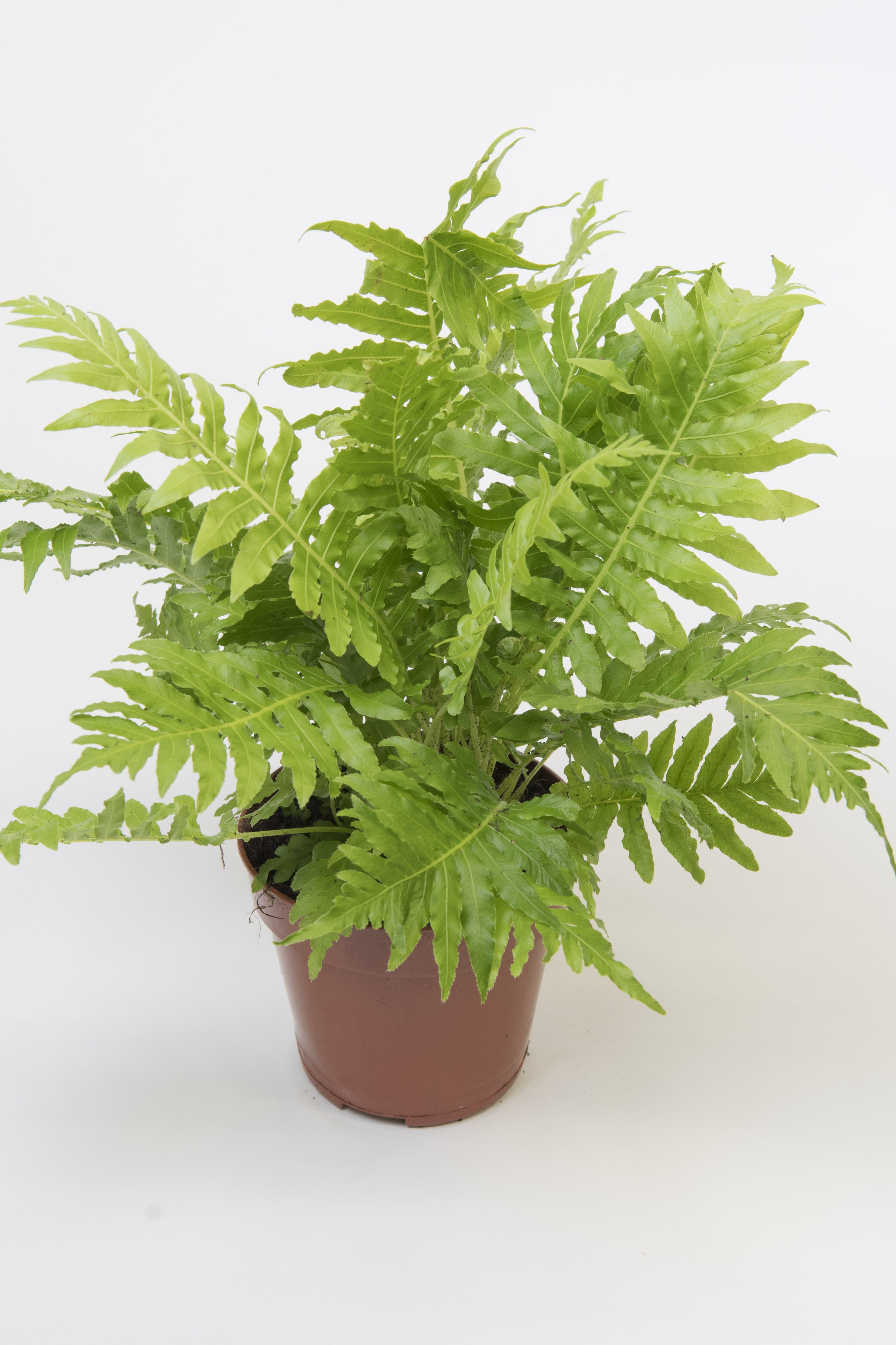 Blechnum "Silver Lady" - Bosque