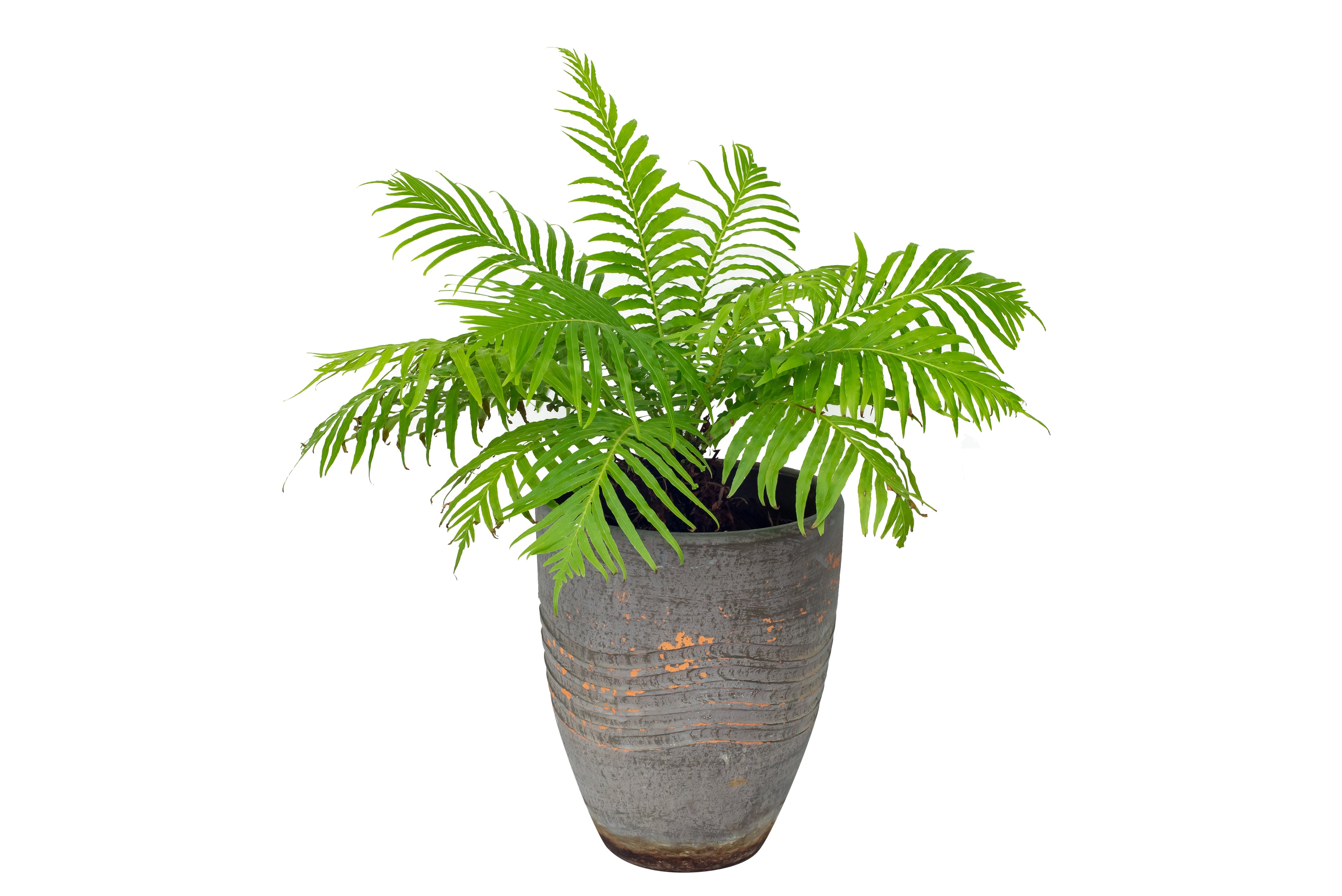 Blechnum "Silver Lady" - Bosque