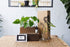 Propagation Station - Botanical Beakers - Bosque