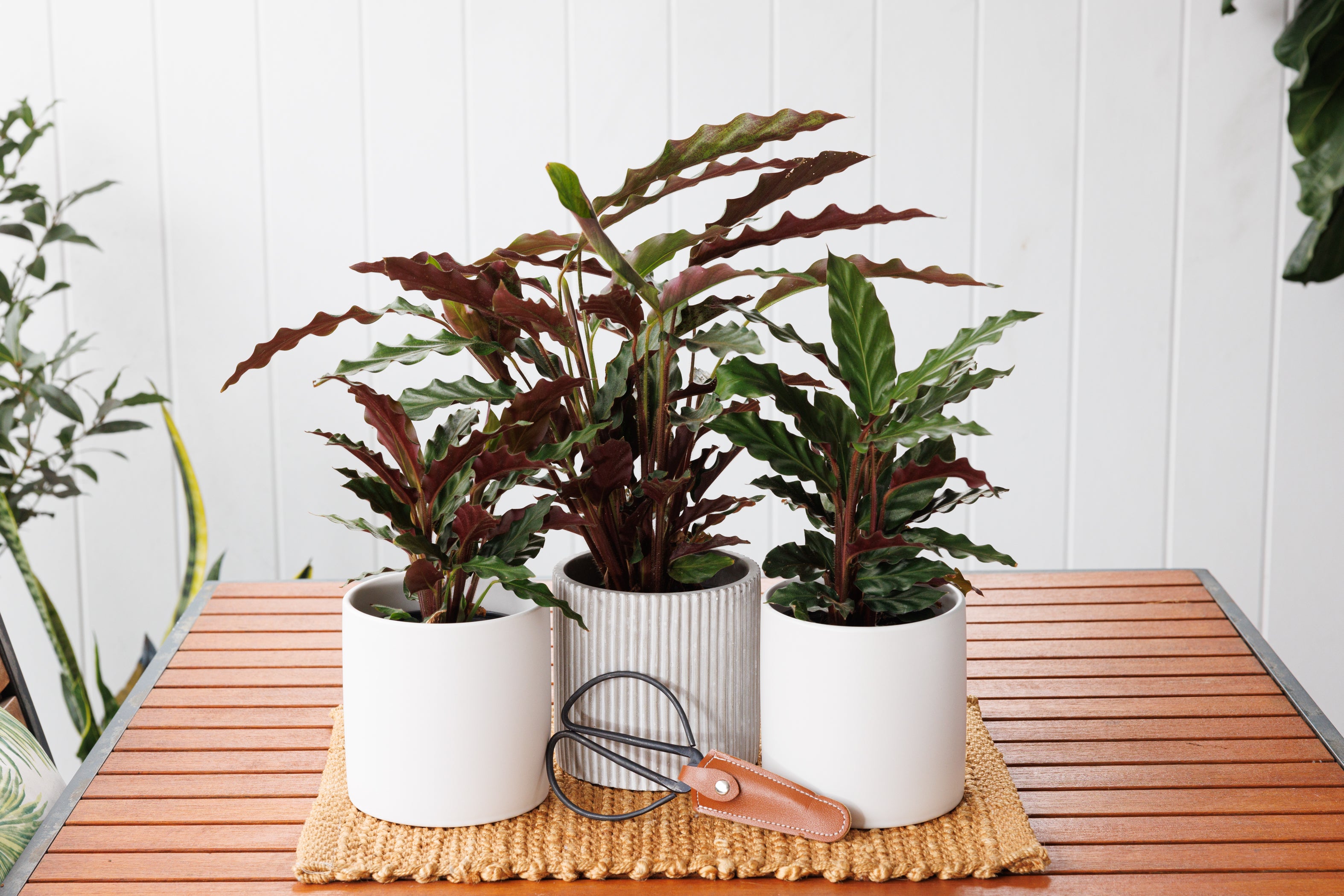 Calathea Rufibarba - Bosque