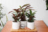 Calathea Rufibarba - Bosque