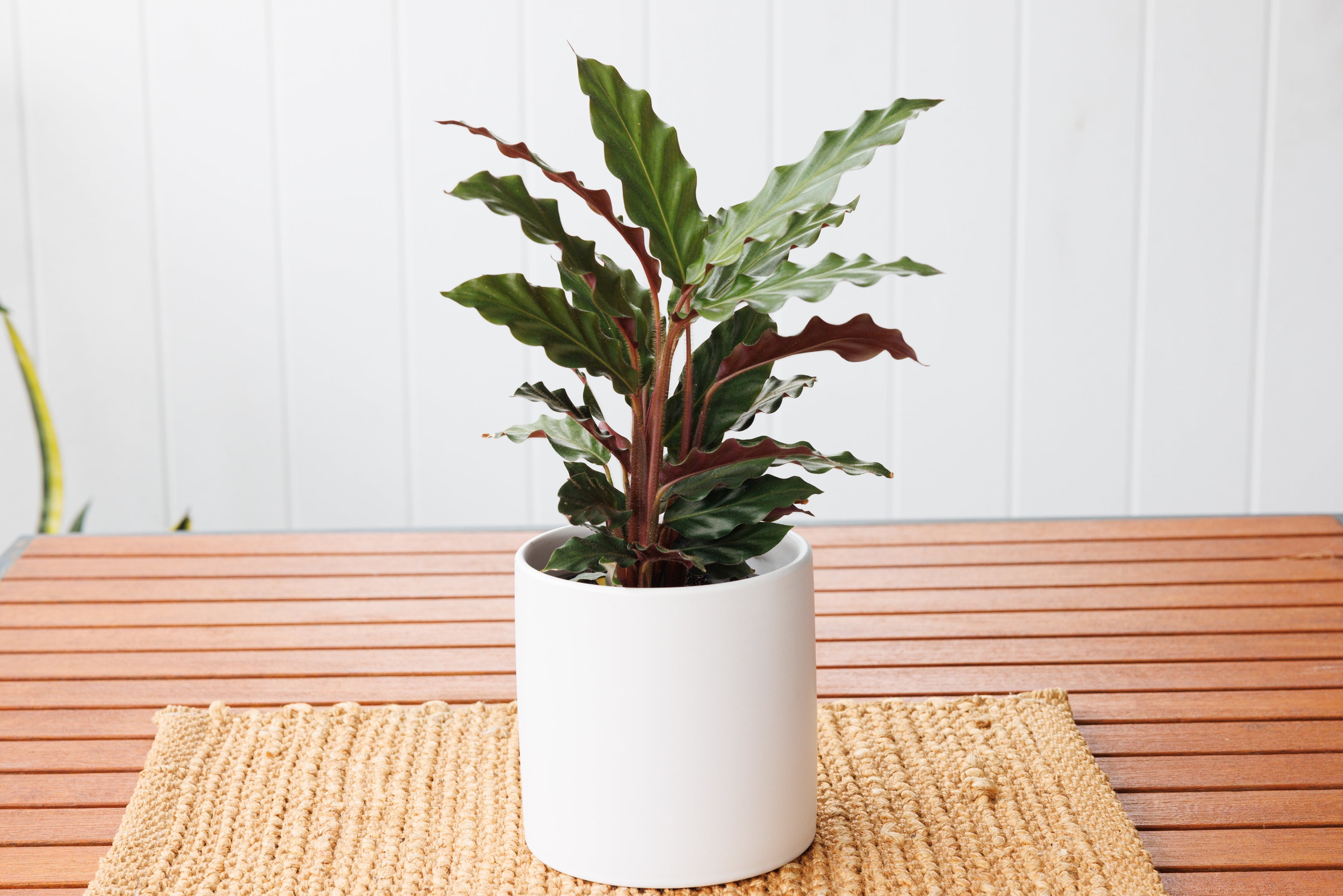 Calathea Rufibarba - Bosque