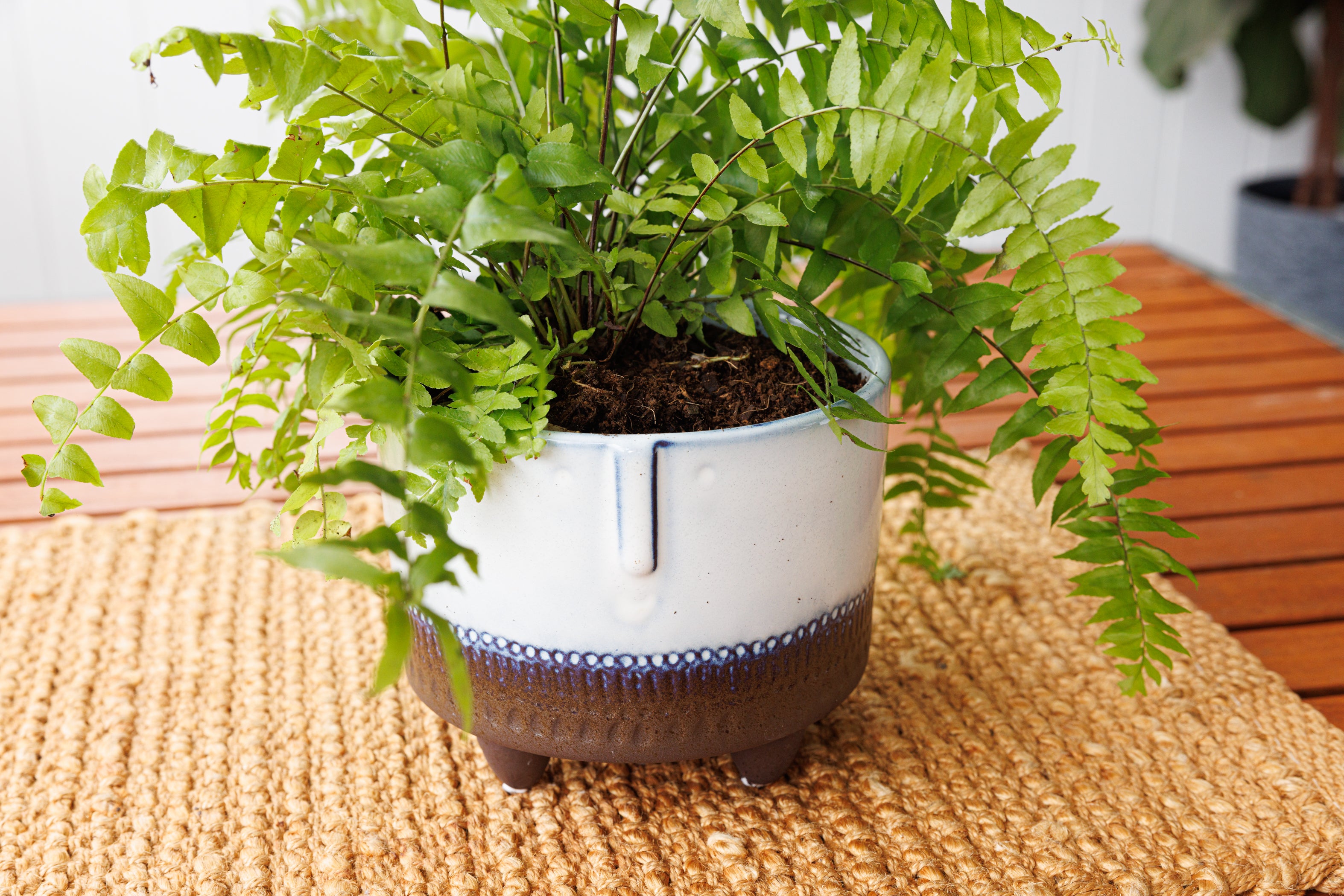 Caspian Planter - Bosque