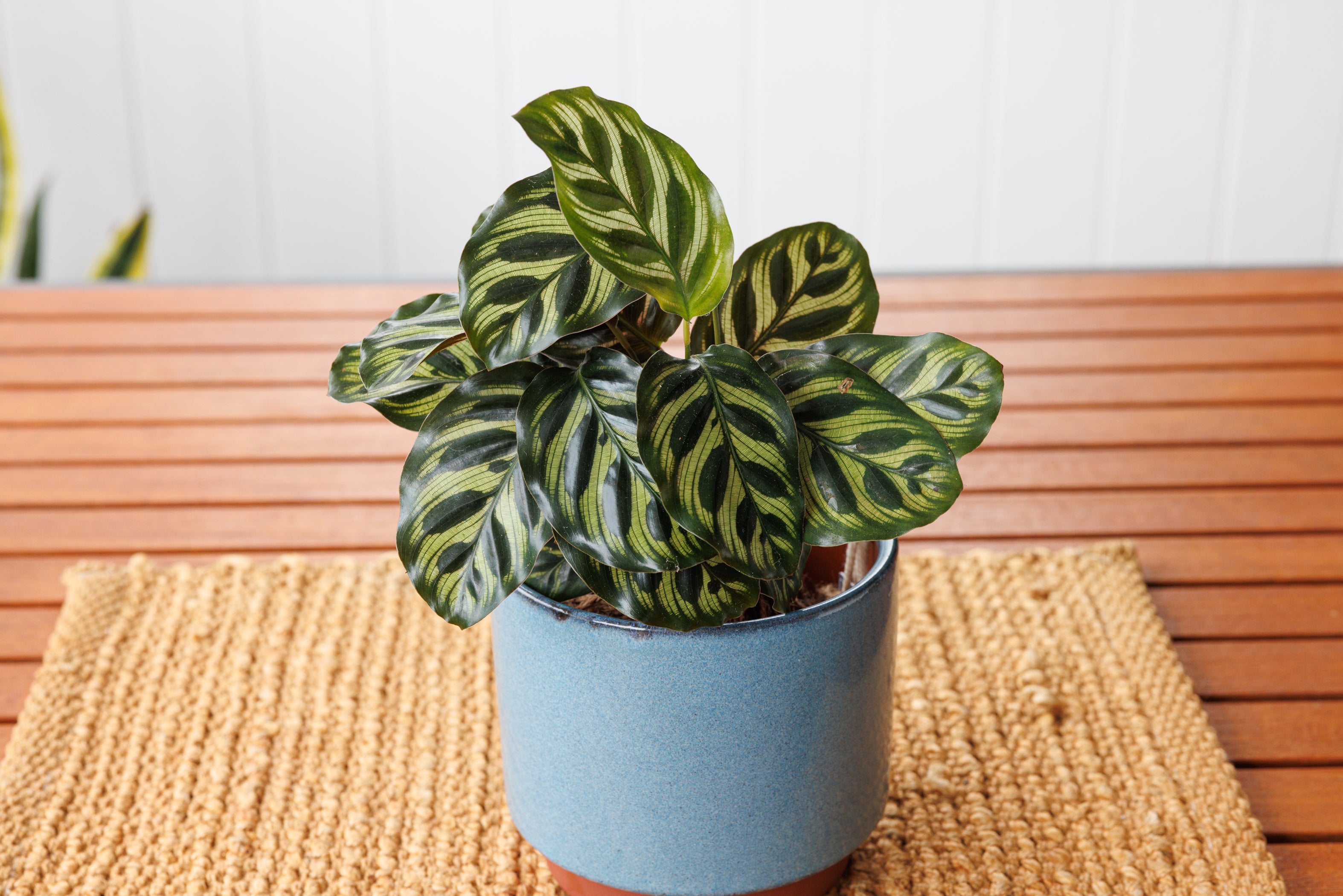 Calathea Makoyana - Bosque