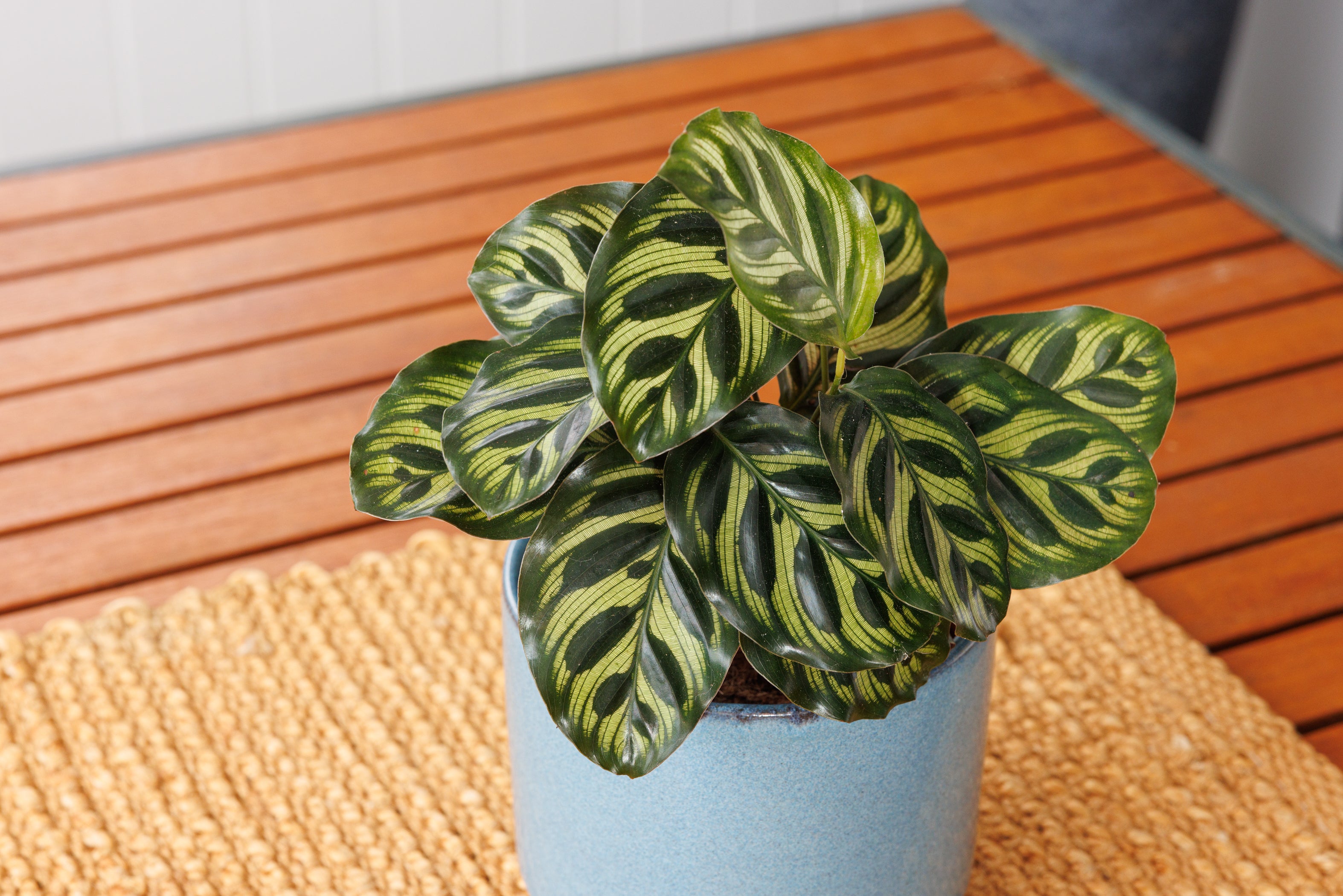 Calathea Makoyana - Bosque