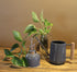 Watering Can & Mist Sprayer Combo - Bosque