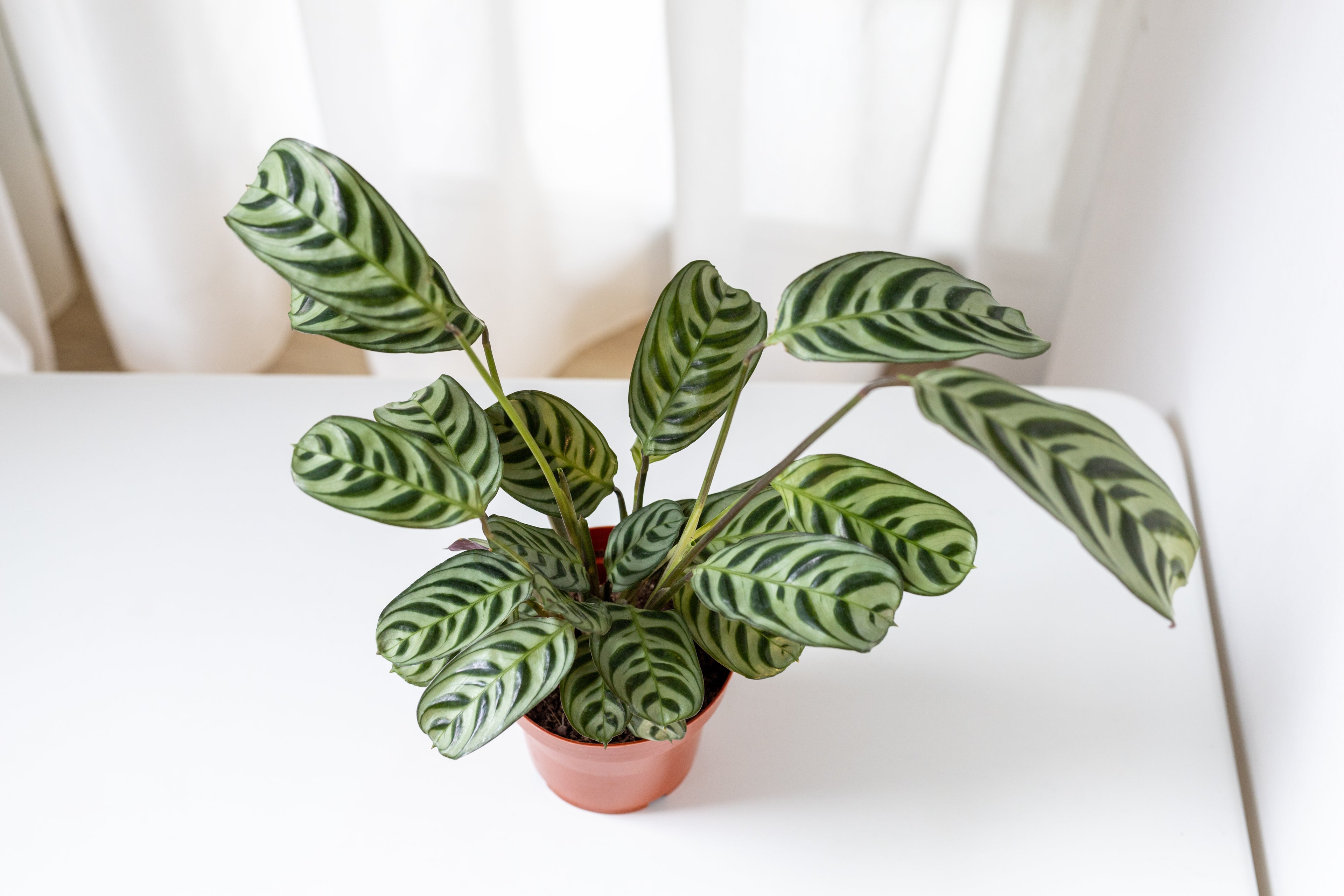 Ctenanthe Burle-Marxxi - Bosque
