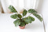 Ctenanthe Burle-Marxxi - Bosque