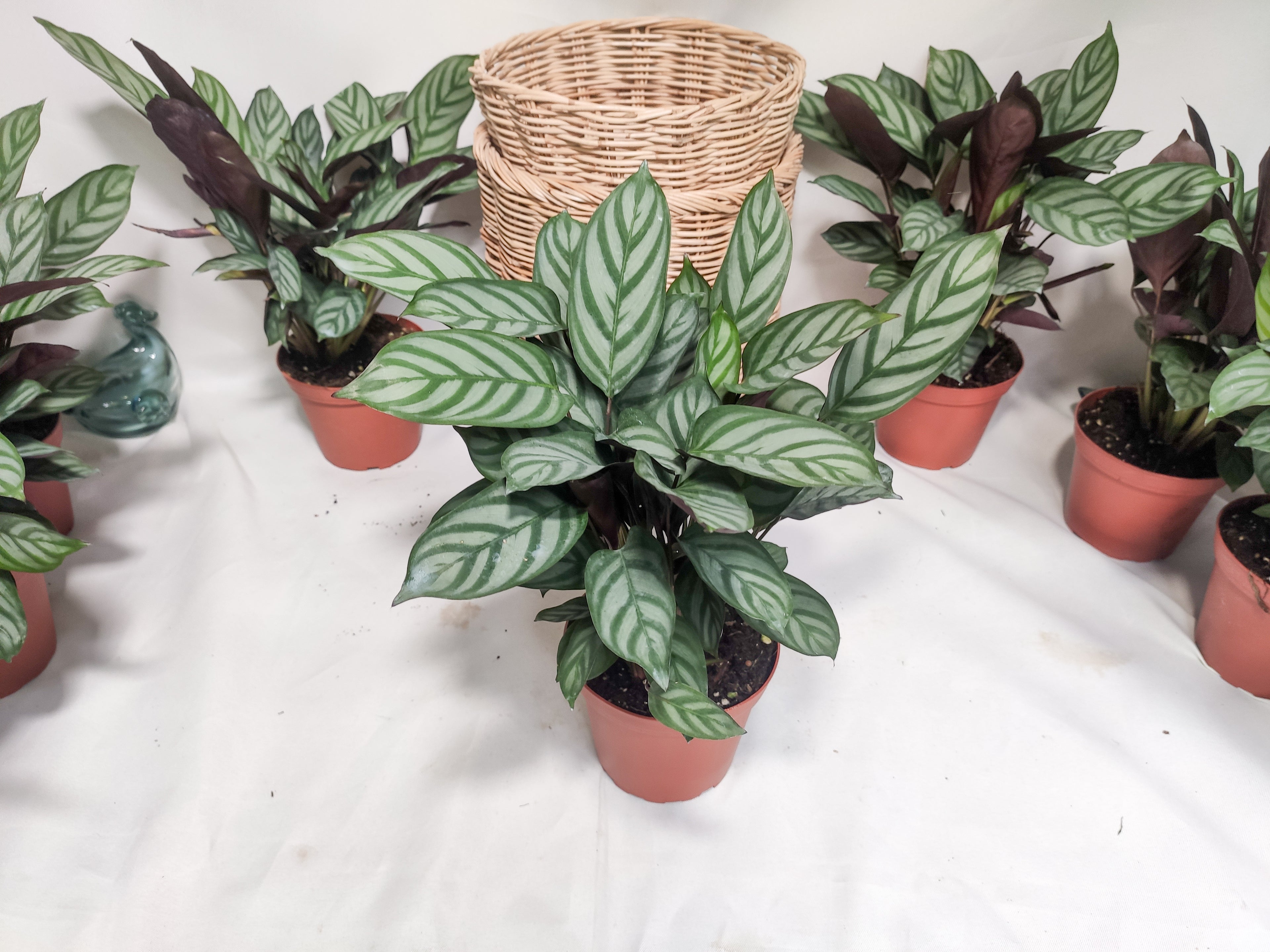 Ctenanthe Setosa - Bosque
