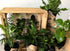 Green House Boxes - Bosque