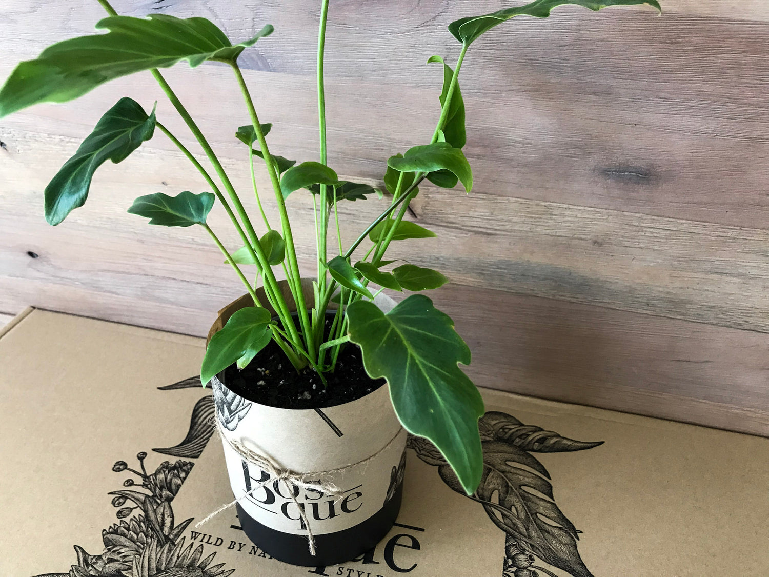 Philodendron Xanadu - Bosque