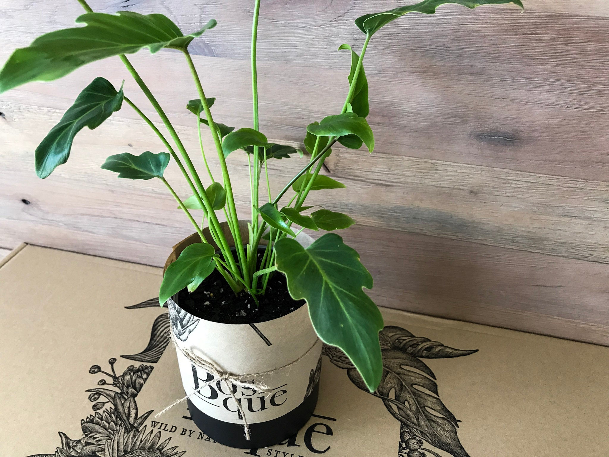 Philodendron Xanadu - Bosque