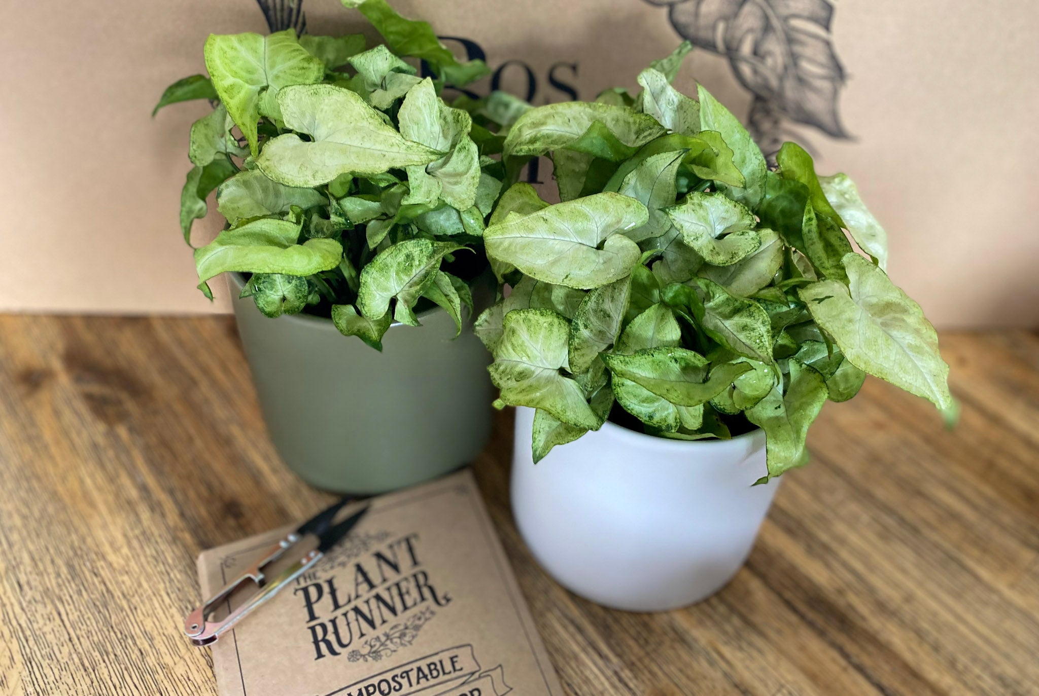 Syngonium - Arrowhead Plant - Bosque