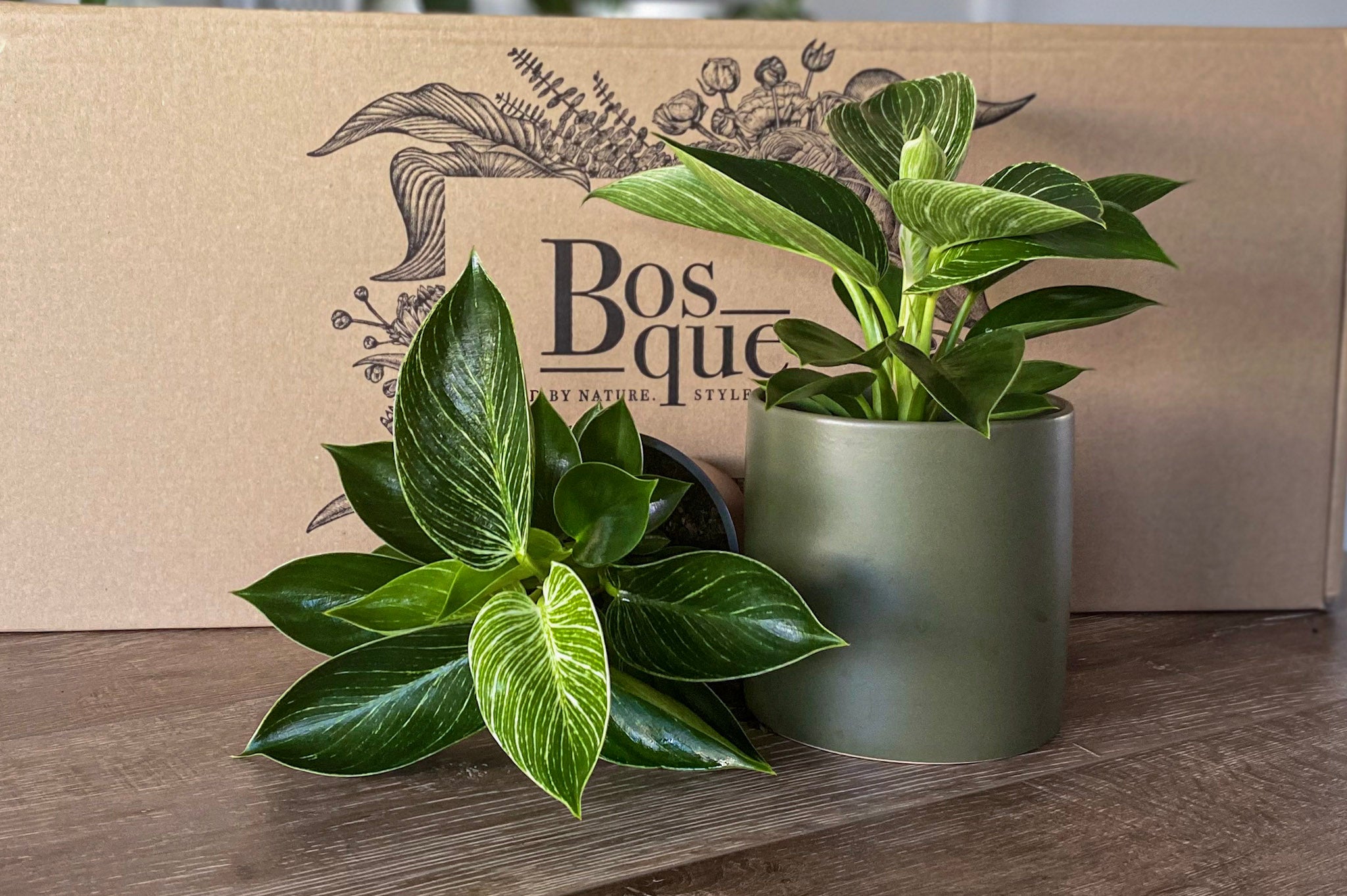 Philodendron Birkin - Bosque