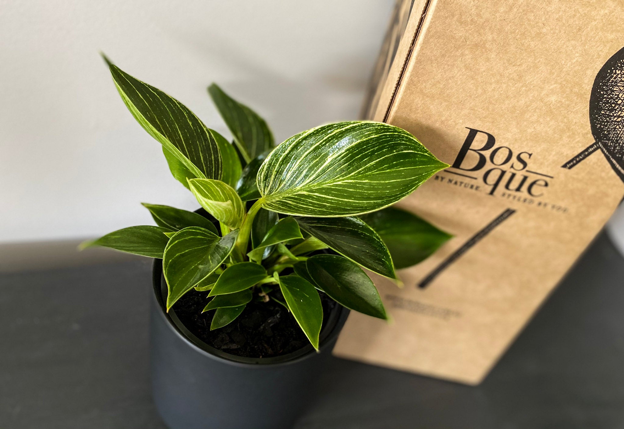 Philodendron Birkin - Bosque