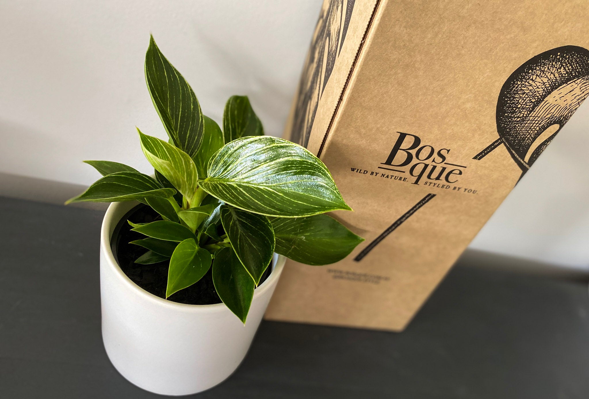 Philodendron Birkin - Bosque