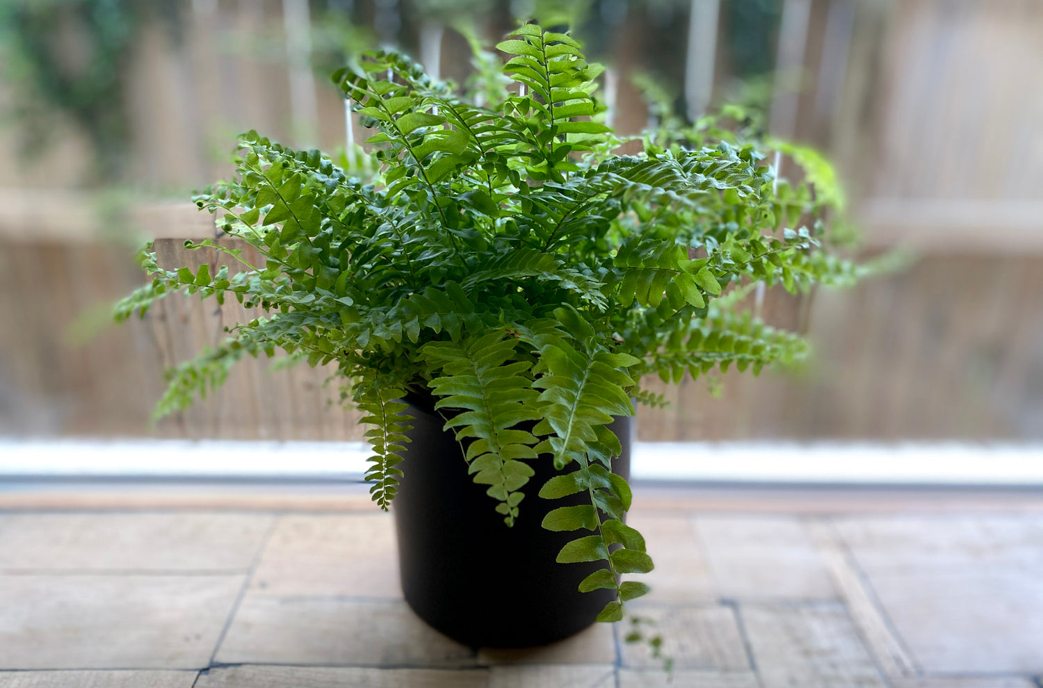 Boston Fern - Bosque