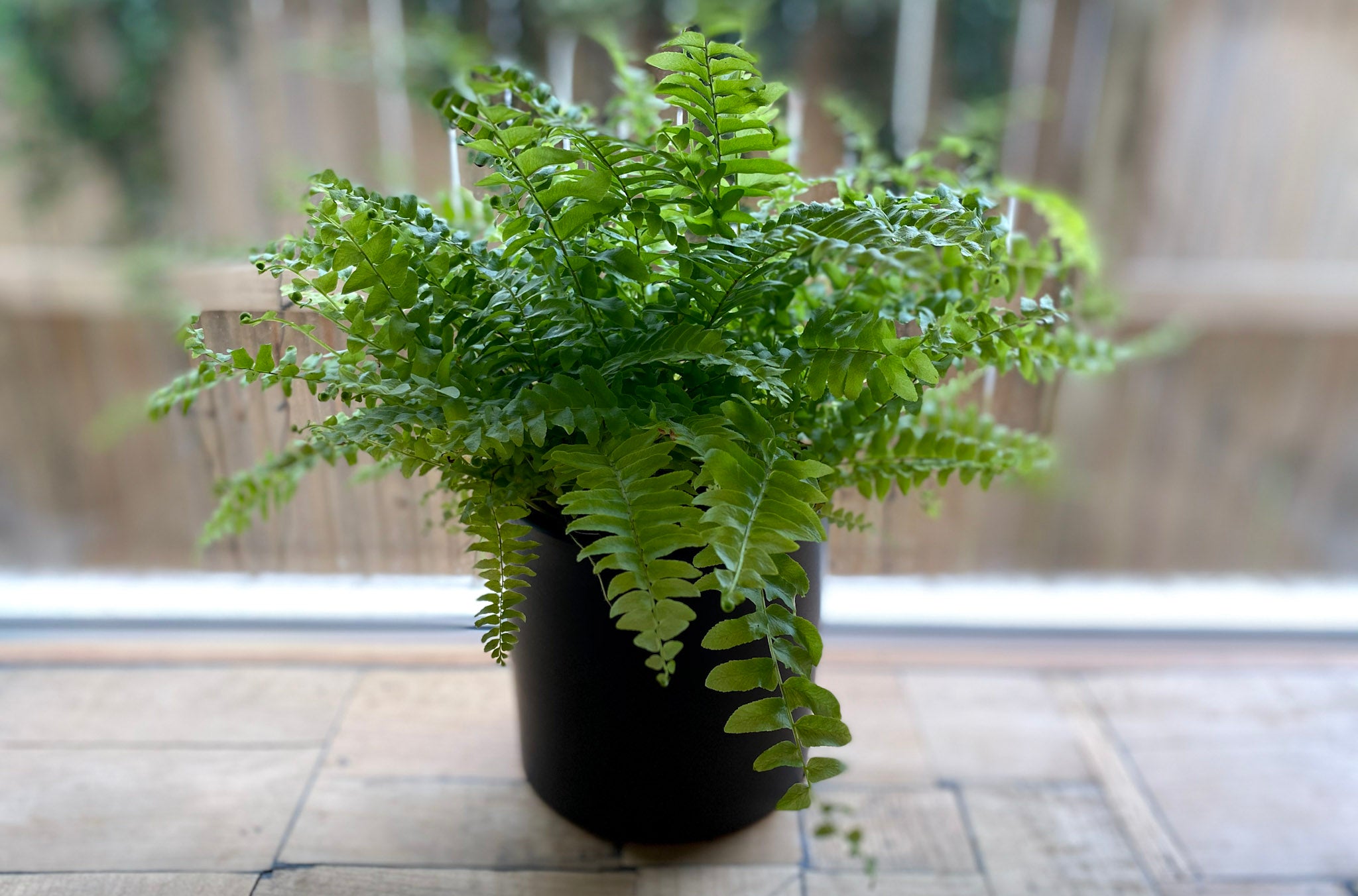Boston Fern - Bosque