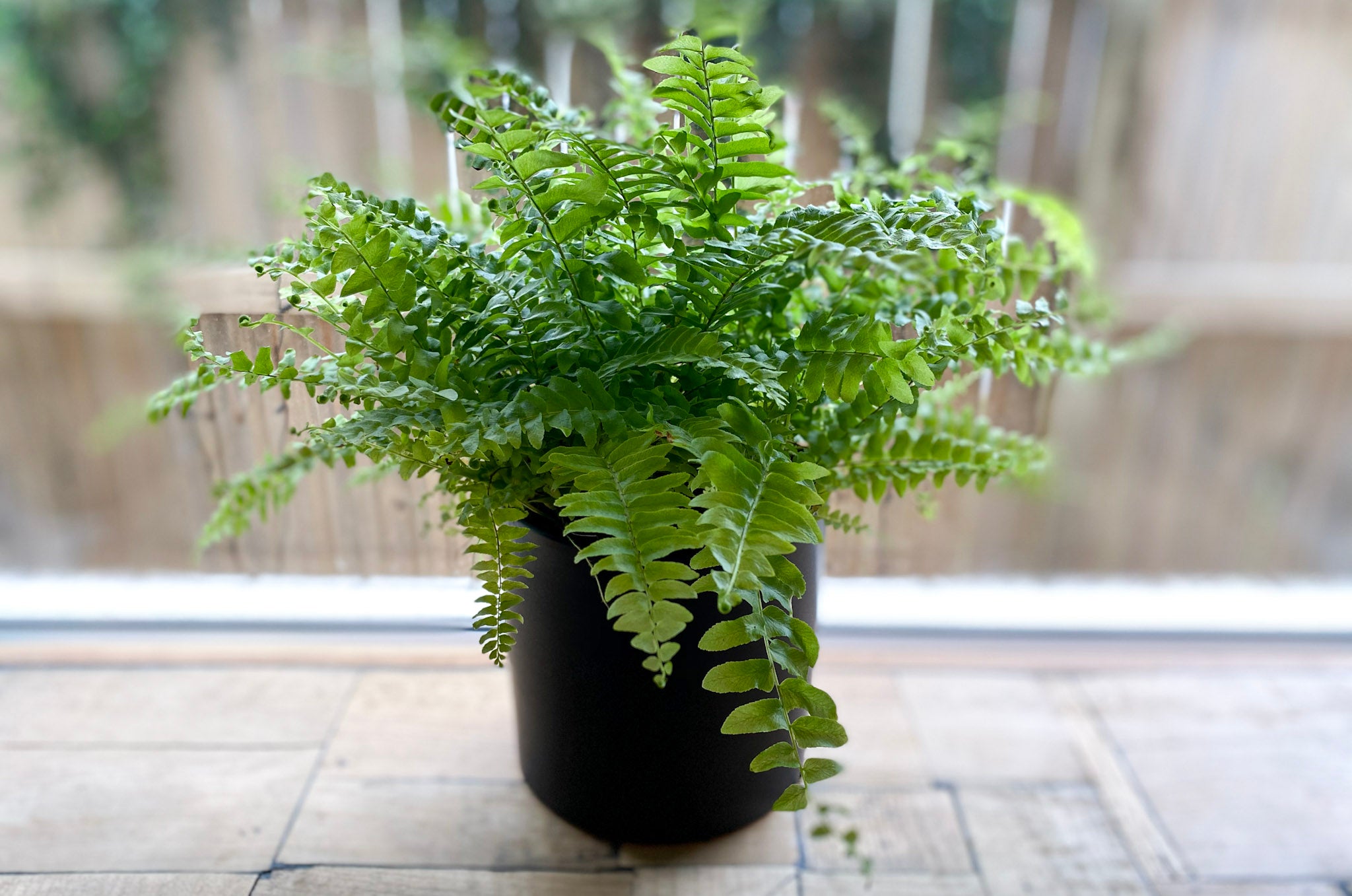 Boston Fern - Bosque