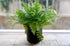 Boston Fern - Bosque