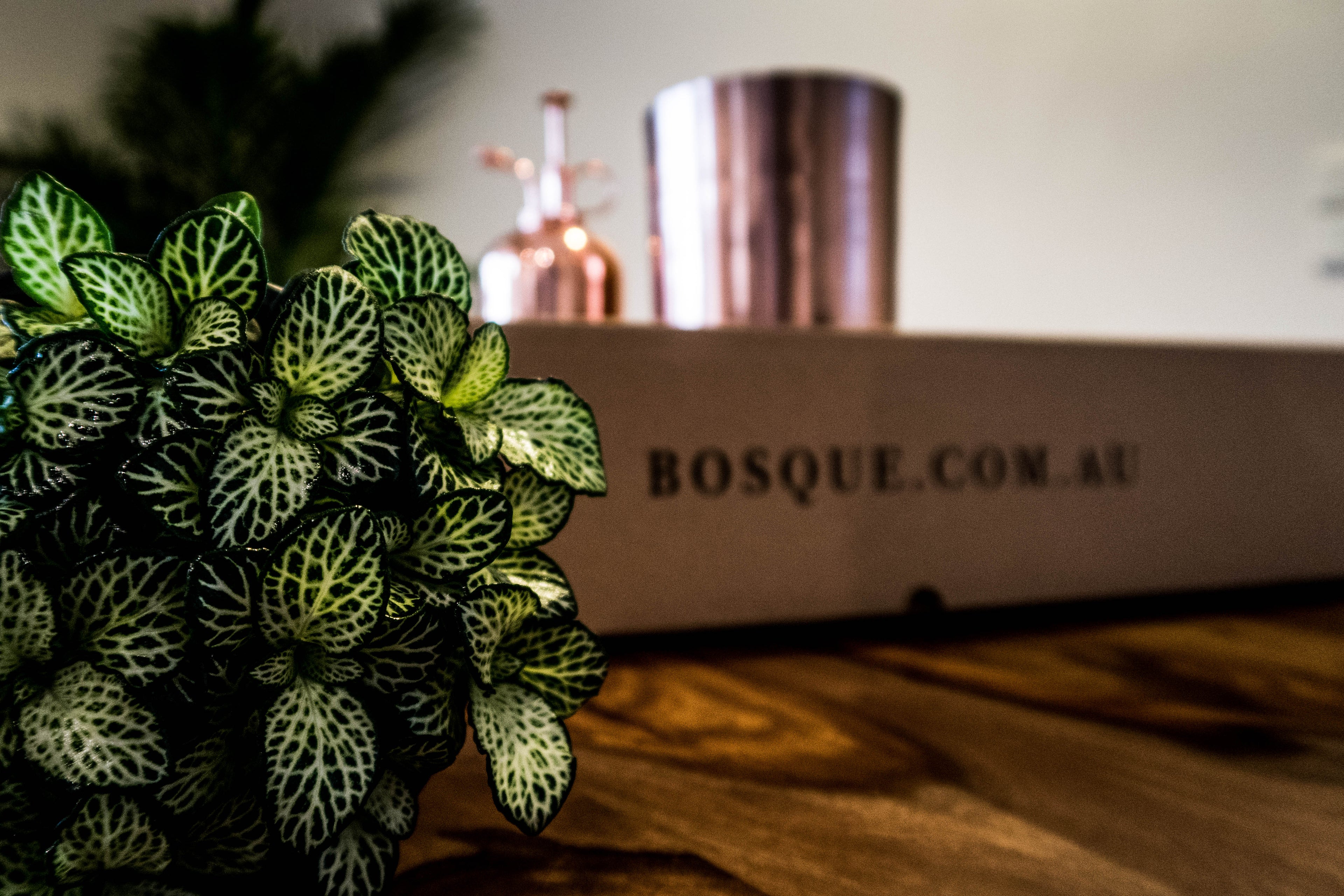 Box of Copper - Plant Gift Box - Bosque