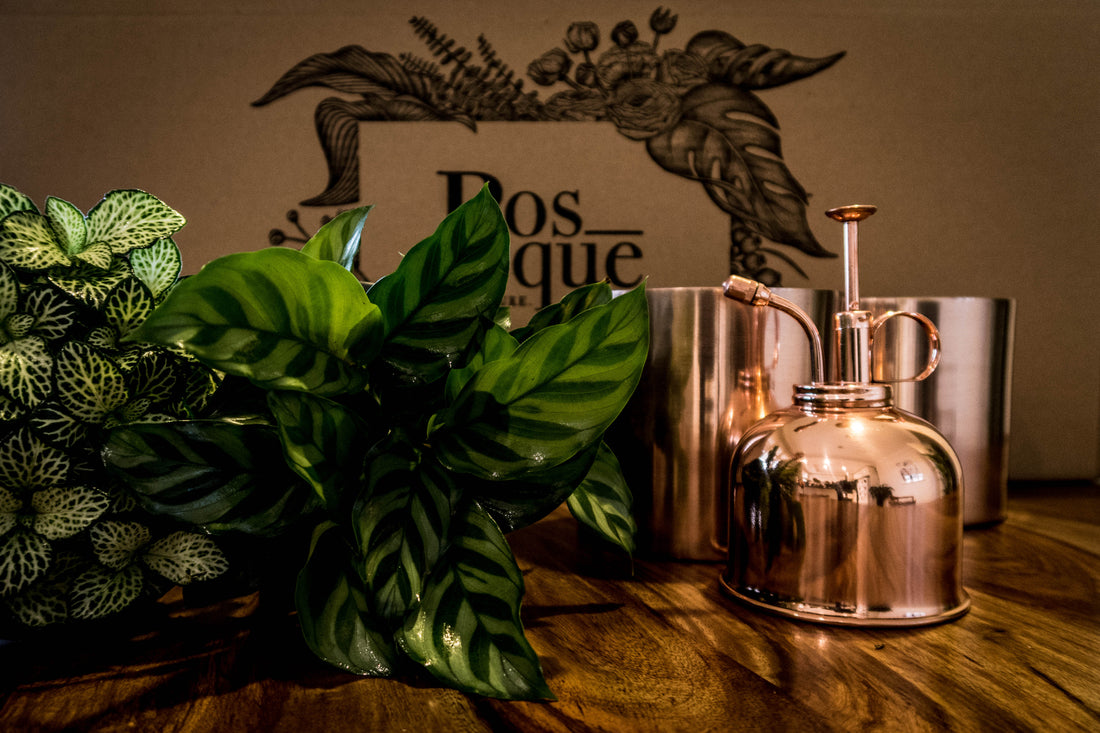 Box of Copper - Plant Gift Box - Bosque