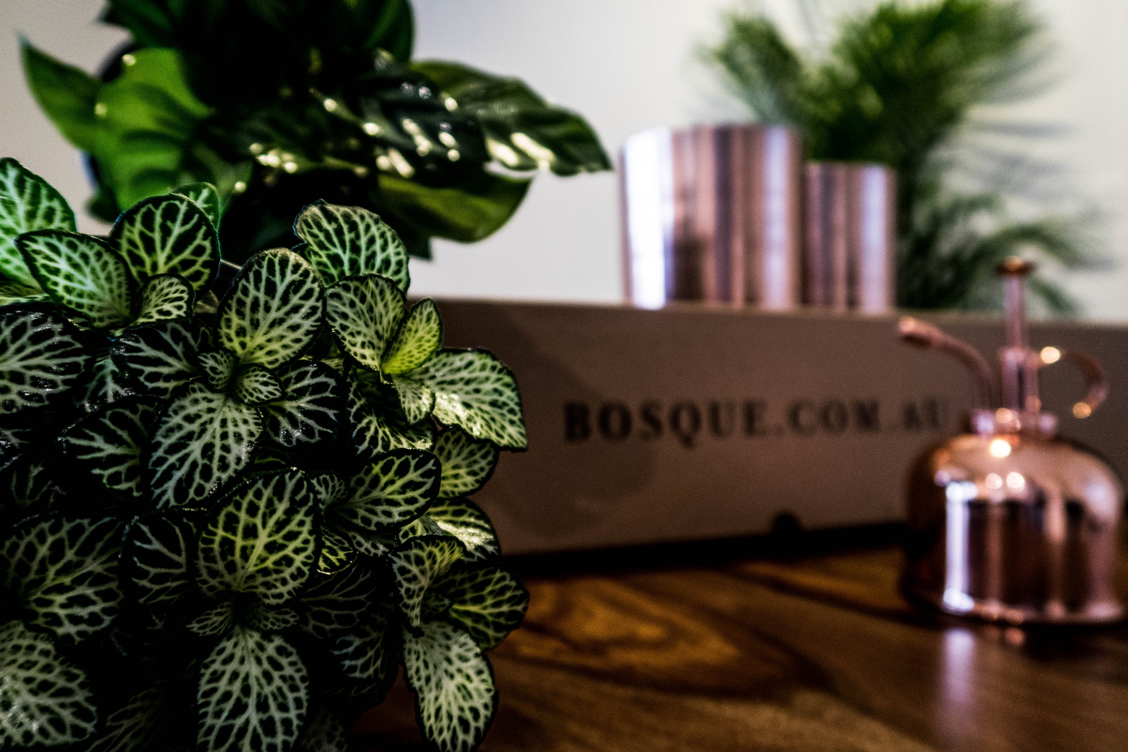 Box of Copper - Plant Gift Box - Bosque