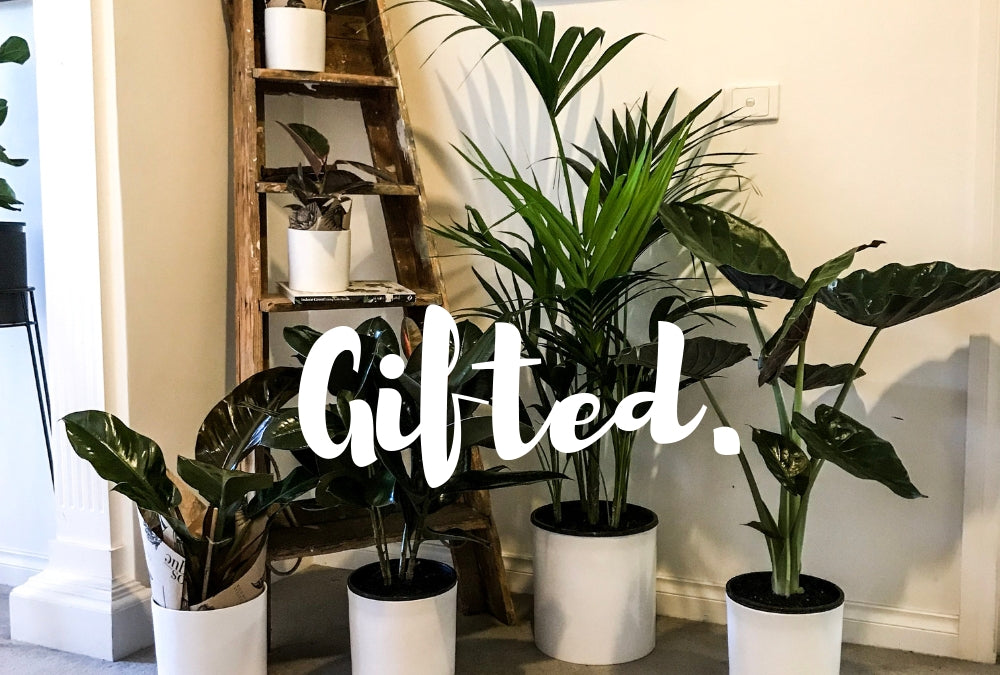 Gift Card - Bosque