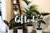 Gift Card - Bosque