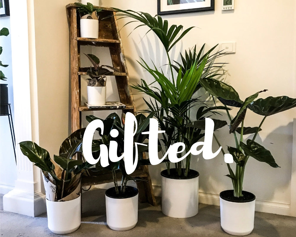 Gift Card - Bosque