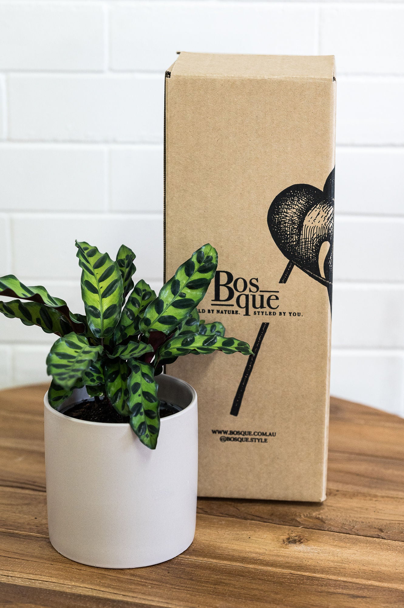 Calathea Lancifolia - Bosque