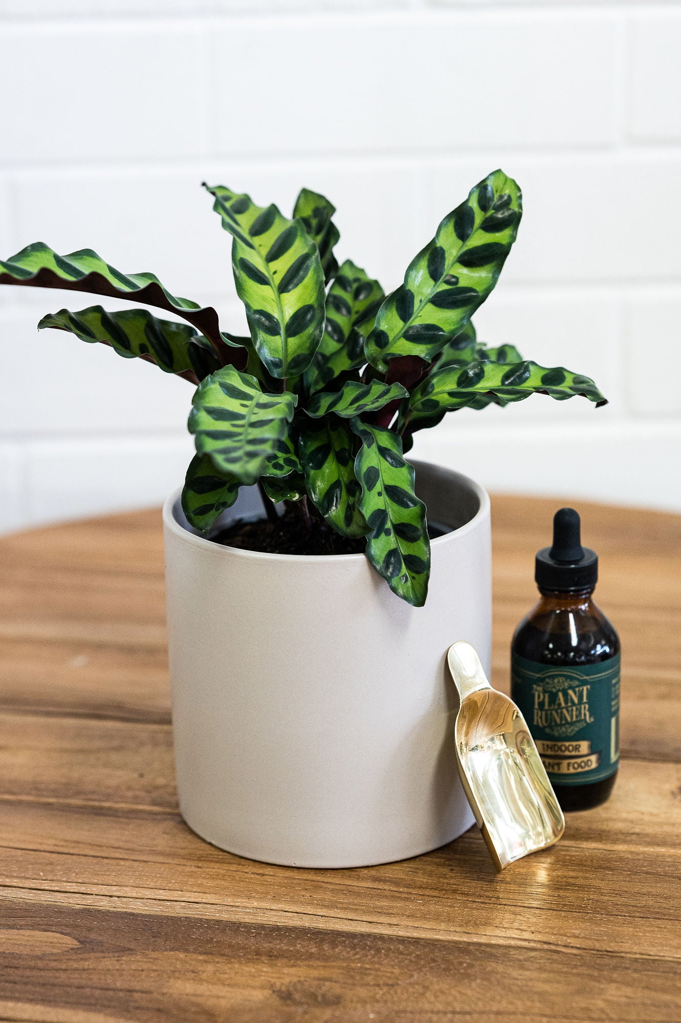 Calathea Lancifolia - Bosque