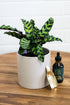 Calathea Lancifolia - Bosque