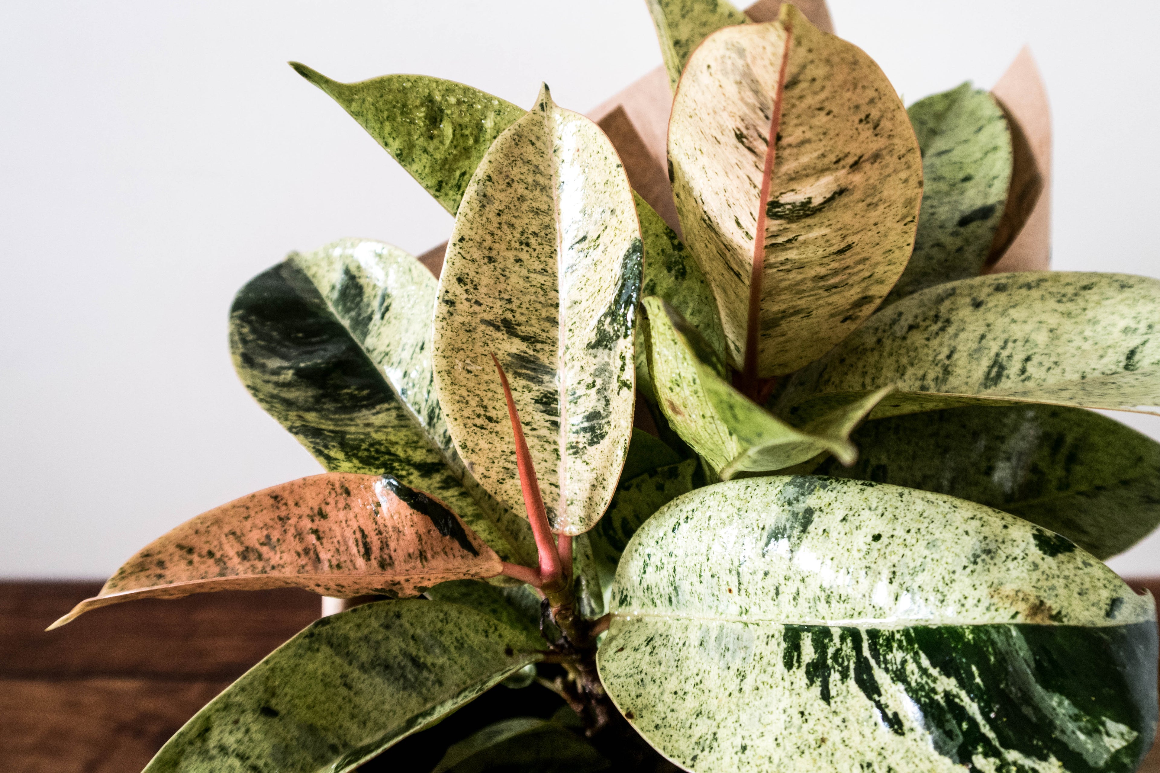 Ficus Elastica Shivereana - Bosque