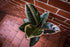 Large Rose Variegated Ficus - Bosque