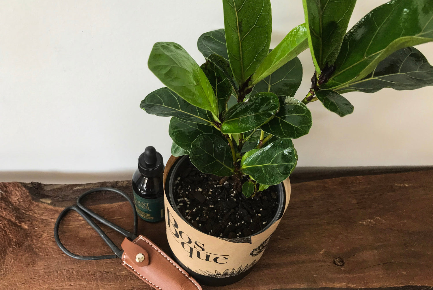 Bambino Fiddle Leaf Fig - Bosque
