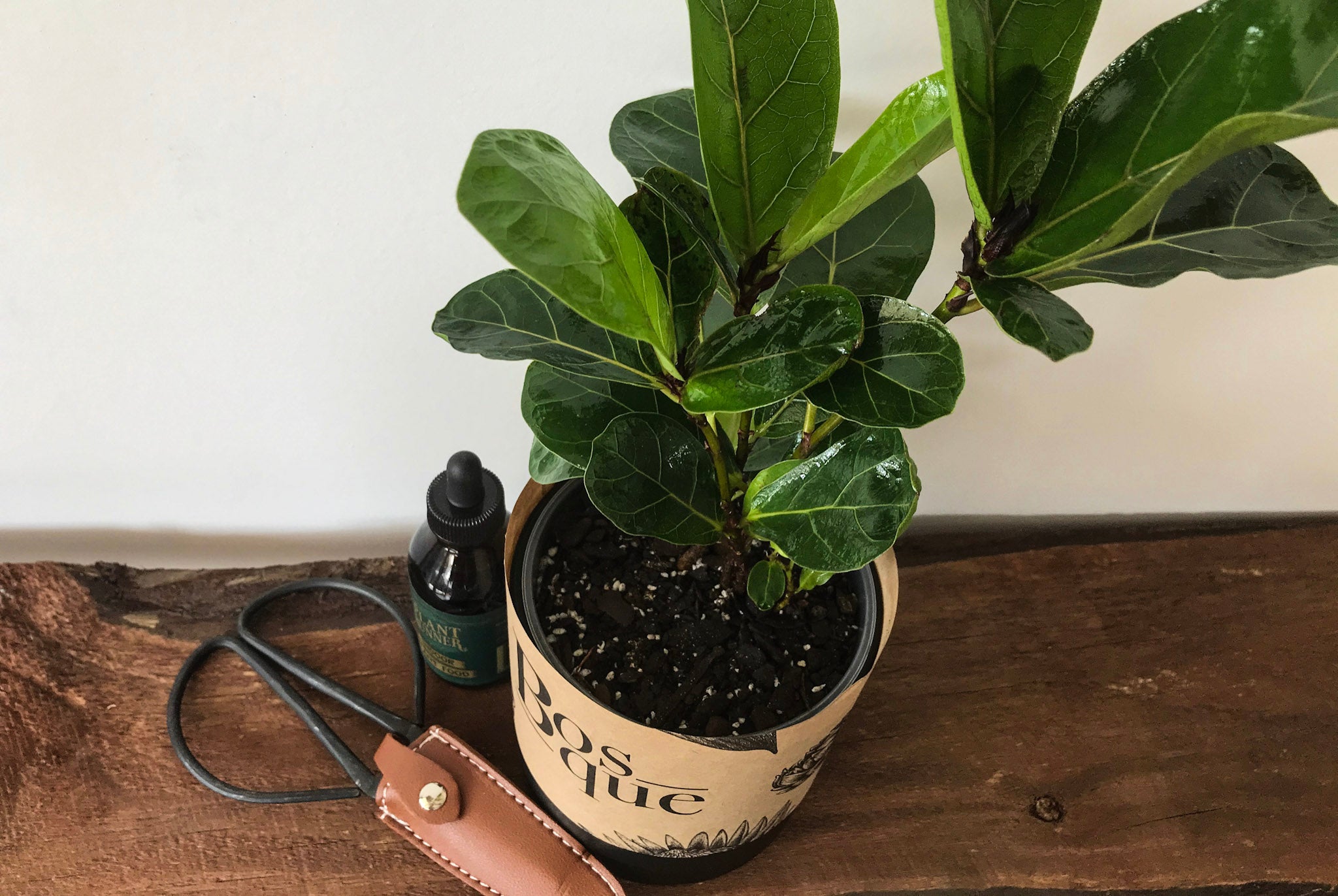 Bambino Fiddle Leaf Fig - Bosque