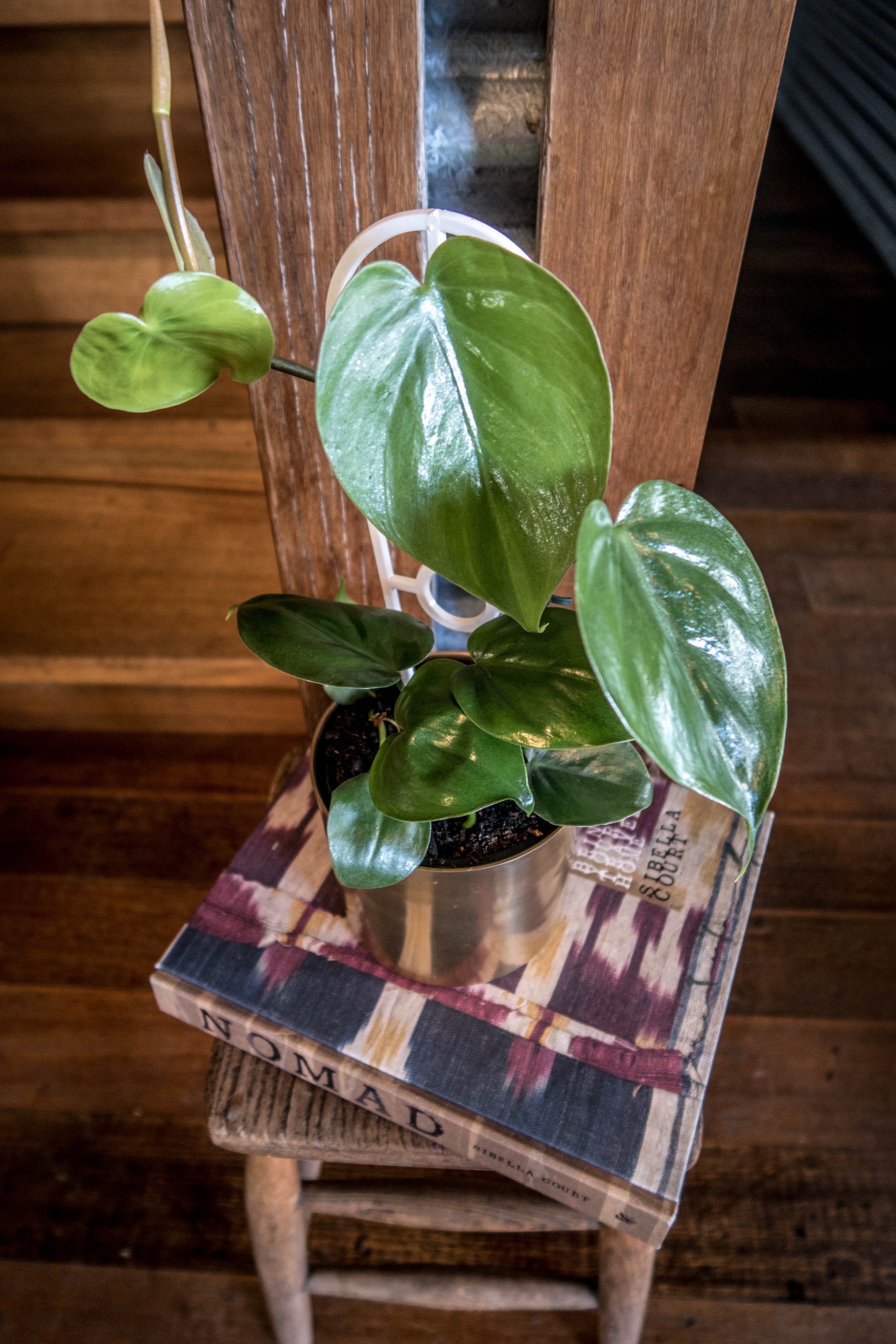 Heartleaf Philodendron - Bosque