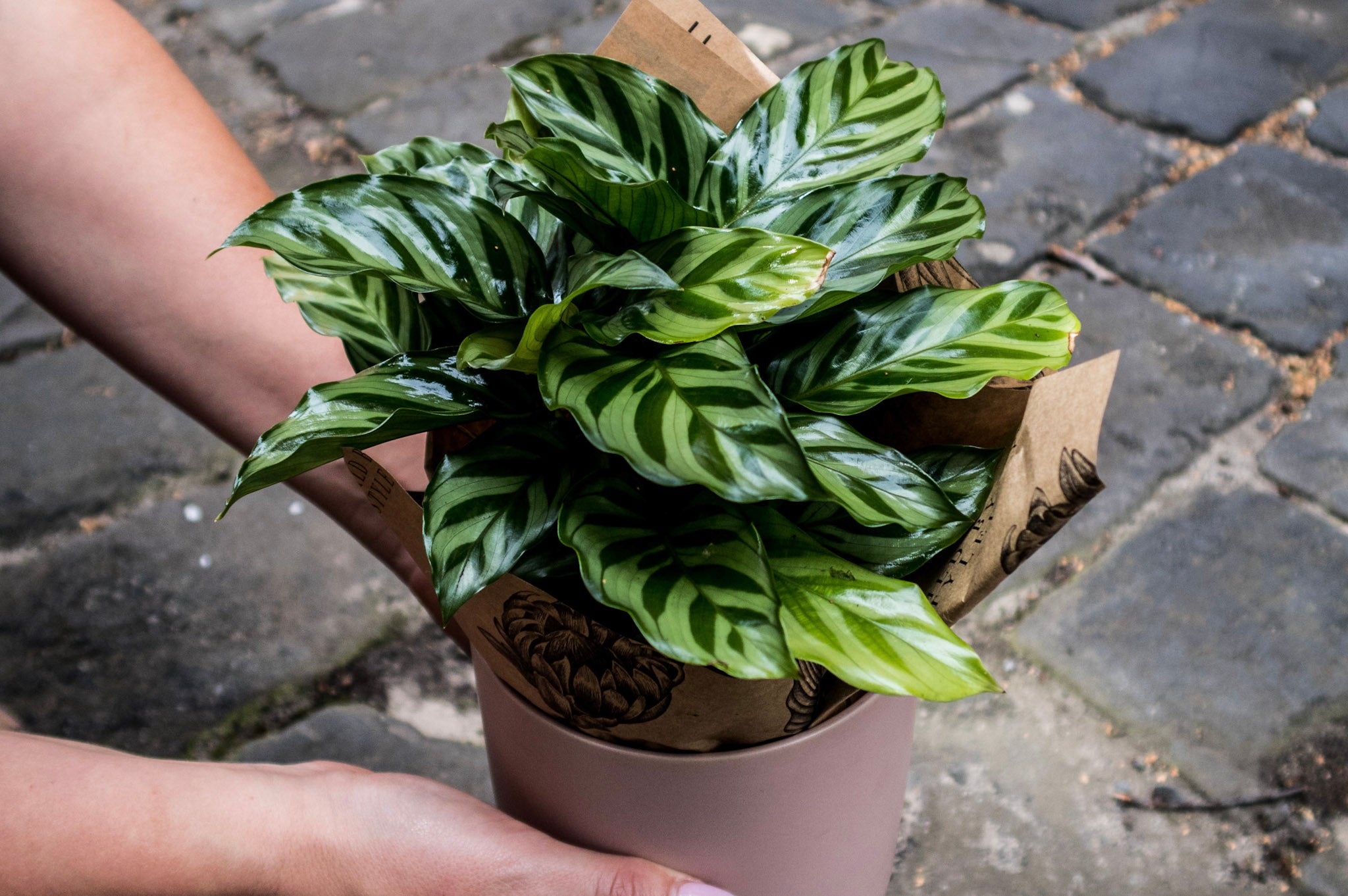 Calathea Freddie - Bosque