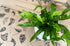 Hurricane Fern - Bosque