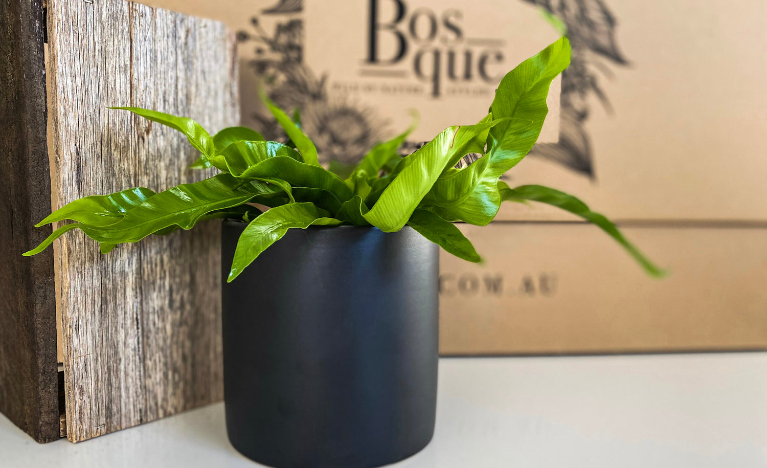 Hurricane Fern - Bosque