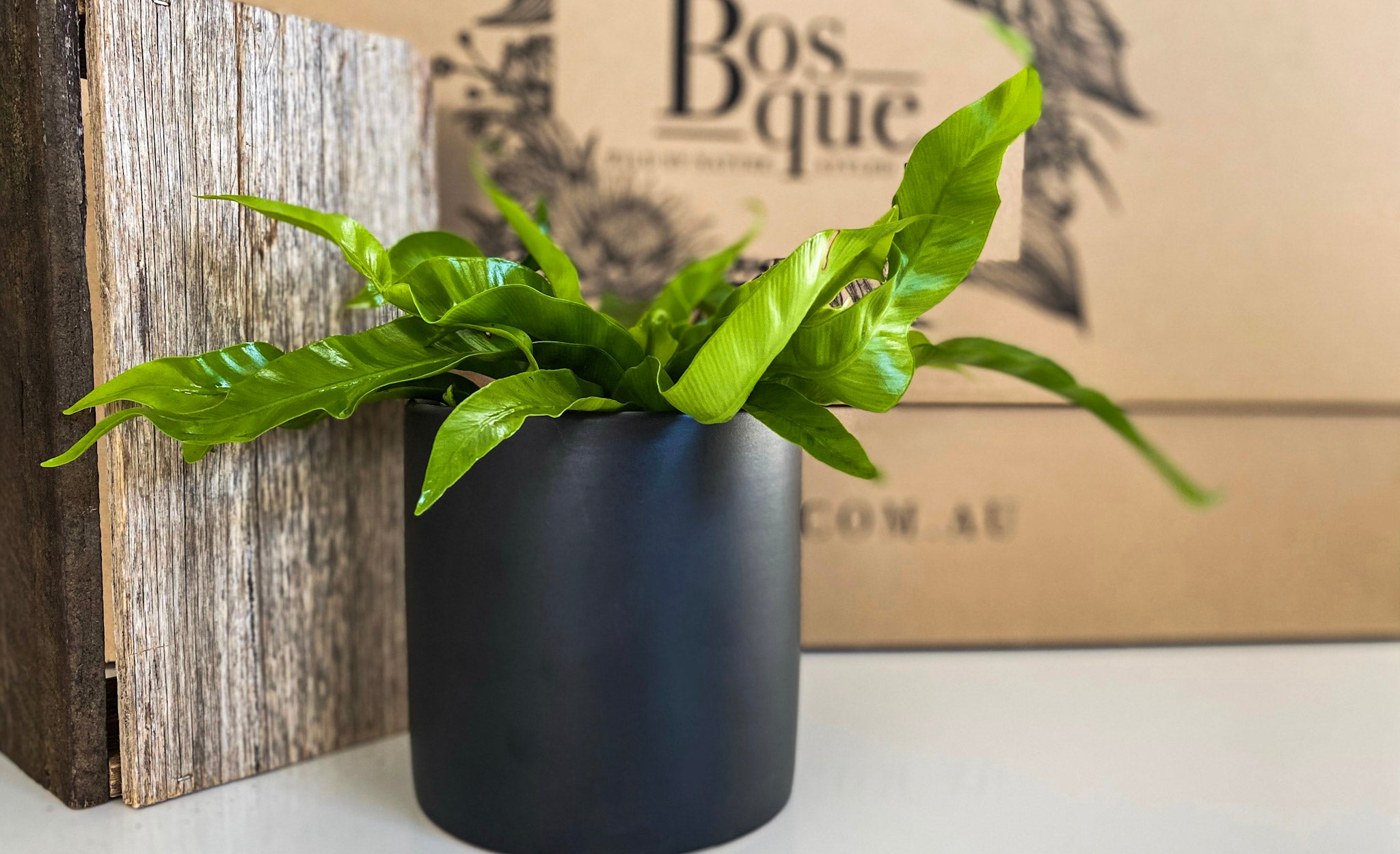 Hurricane Fern - Bosque