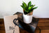 Birds Nest Fern - Bosque