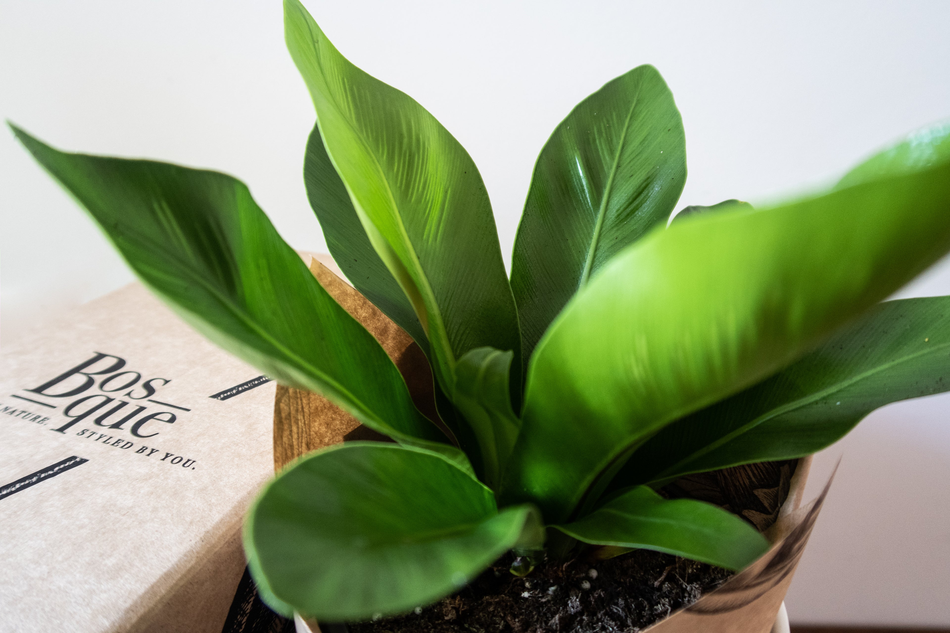 Birds Nest Fern - Bosque