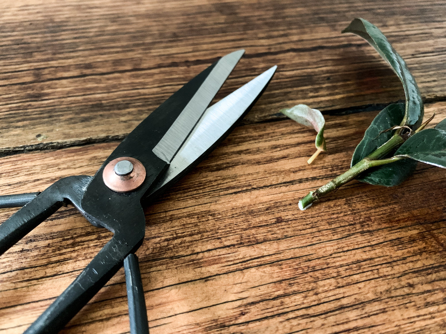 Steel Indoor Plant Shears - Bosque