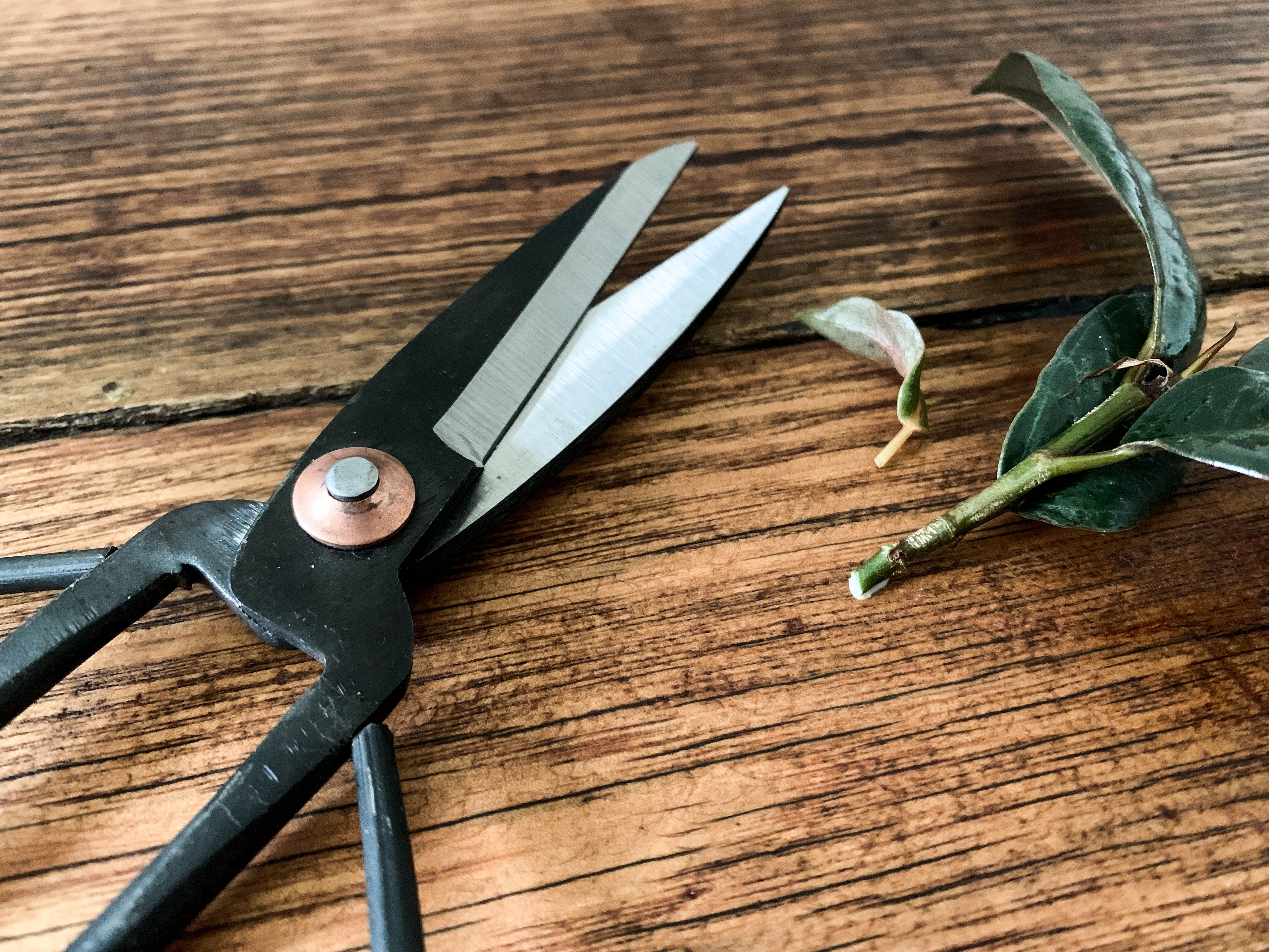 Steel Indoor Plant Shears - Bosque