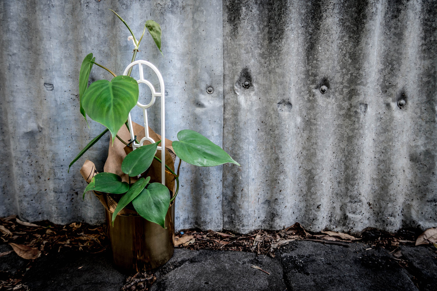 Heartleaf Philodendron - Bosque