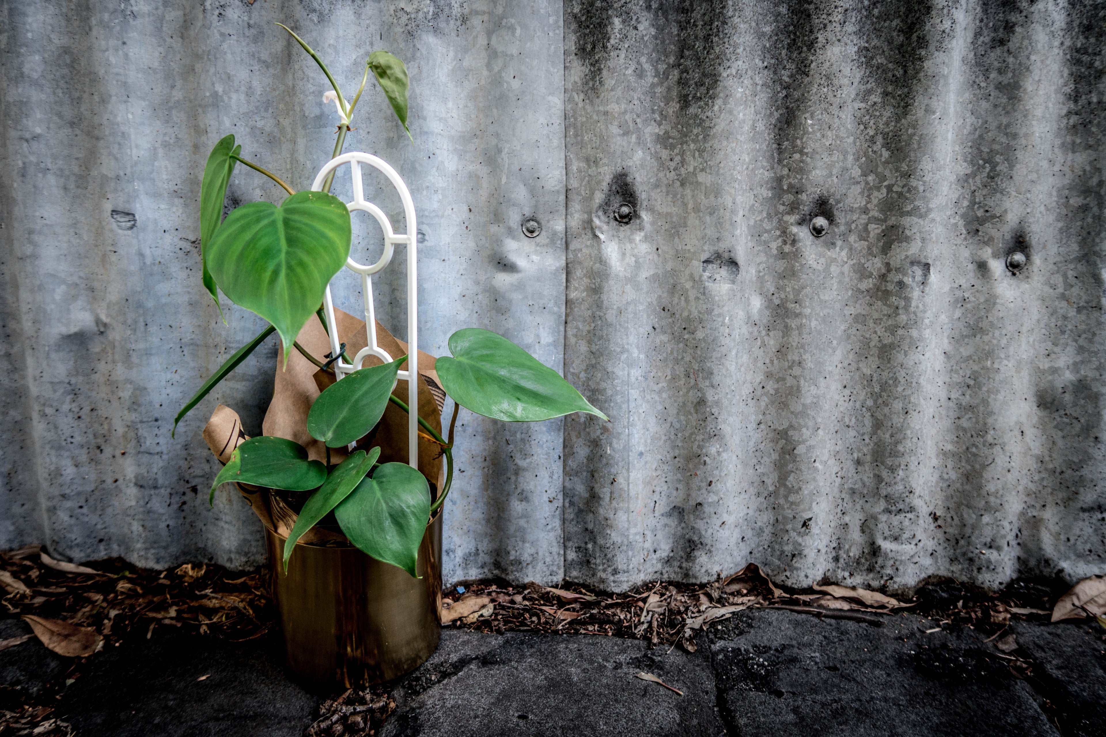 Heartleaf Philodendron - Bosque