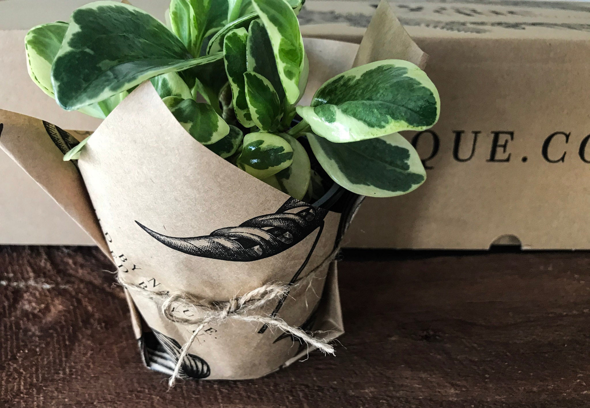 Marble Peperomia - Bosque